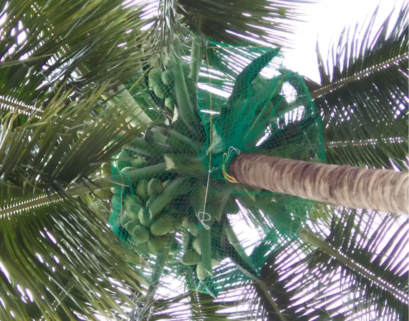 Coconut Tree Nets - Netty Fix Safety Nets Hyderabad