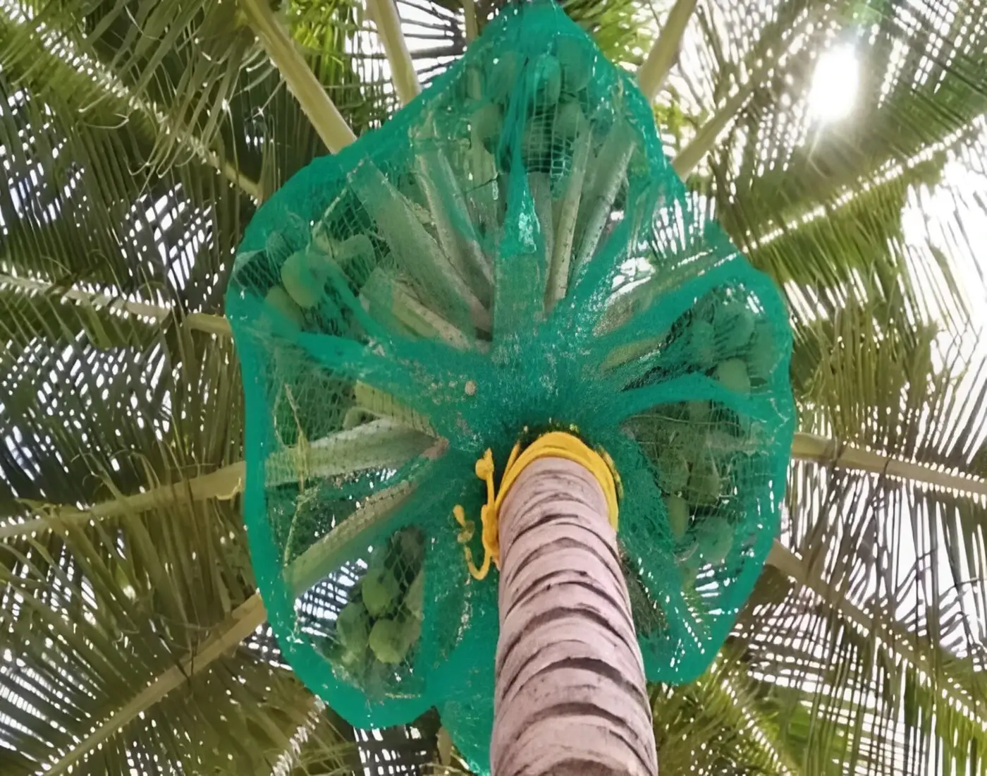 Coconut Tree Nets - NettyFix Safety Nets Hyderabad