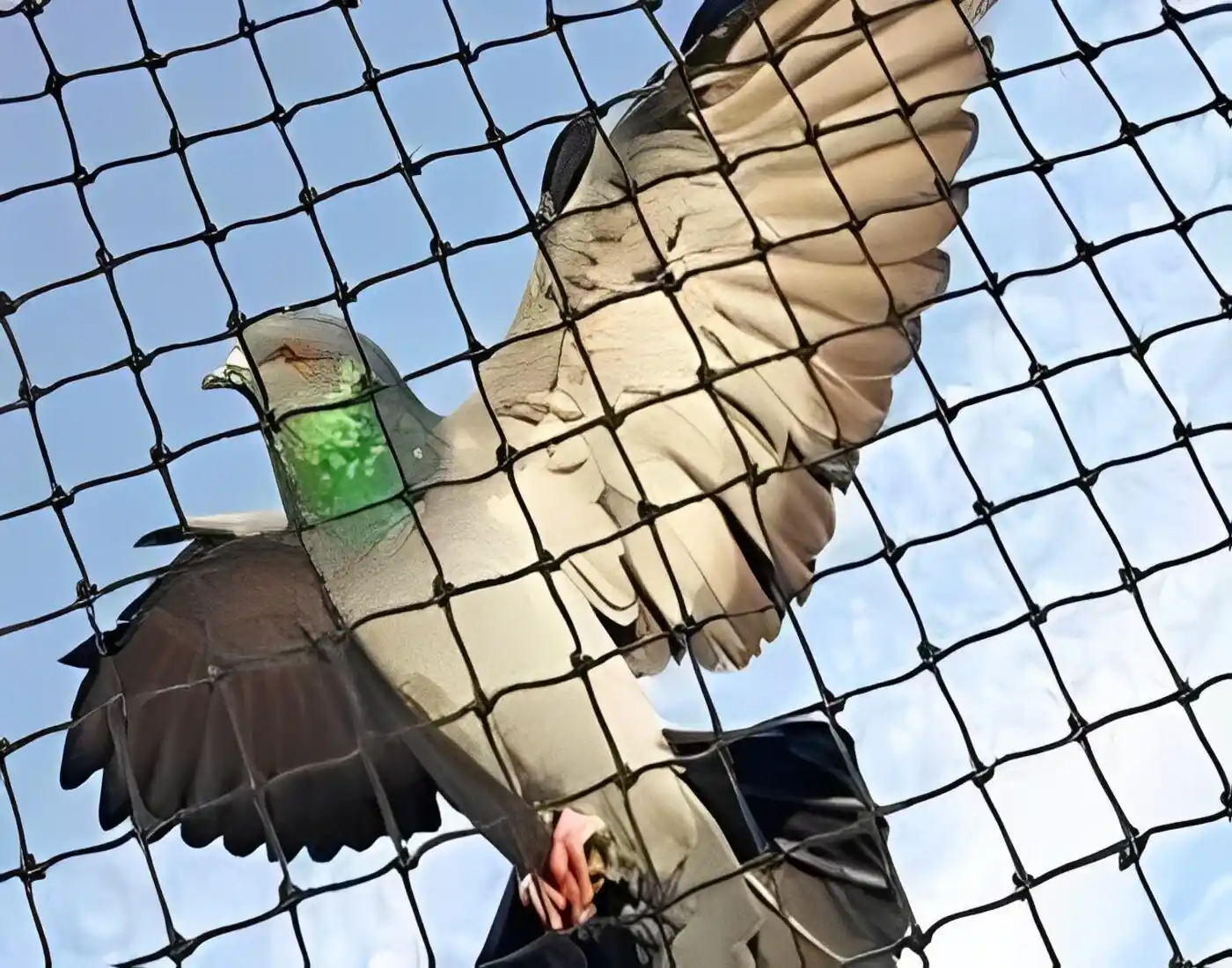 Net For Pigeons - NettyFix - Hyderabad - 1
