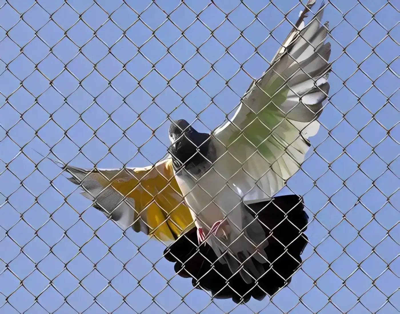Net For Pigeons - NettyFix Safety Nets- Hyderabad2